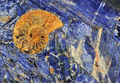 Sodalite With Ammonites - Detail
