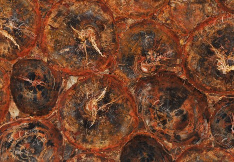 Petrified Wood Red - Detail