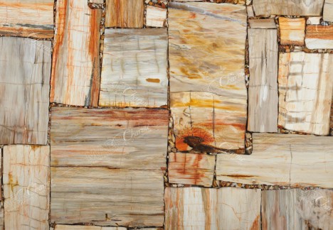 Petrified Wood Ivory Jurassic - Detail