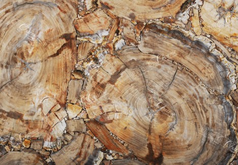 Petrified Wood Brown Beige - Detail