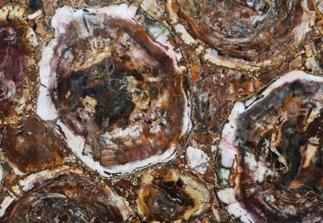 Petrified Wood Brown - Detail