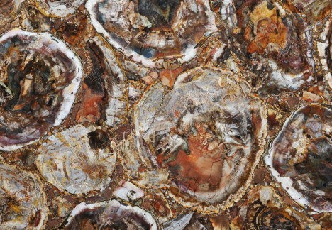 Petrified Wood Multicolour - Detail