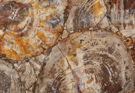 Petrified Wood Brown Orange - Detail