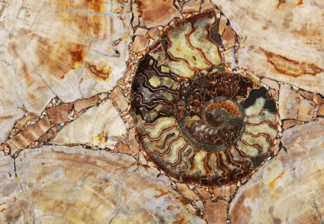 Petrified Wood Ivory Classic with Ammonites - Detail