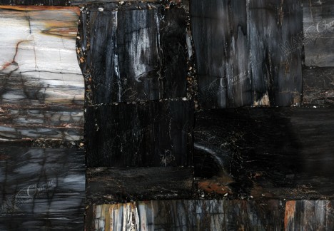 Petrified Wood Black Jurassic - Detail