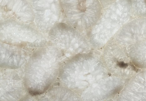 Agate Jellyfish - Detail Backlit